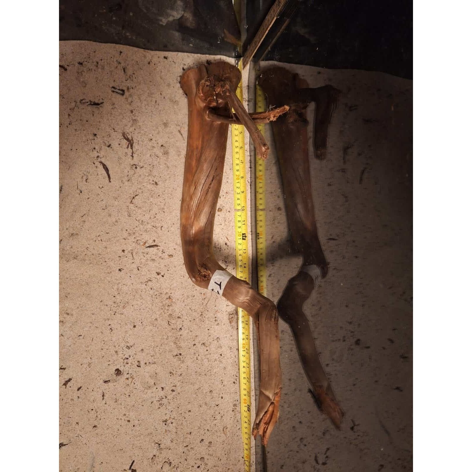 Tuskwood Aquarium-Wurzel WYSIWYG Echtes Bogwood Einzigartig 55 cm NrT1