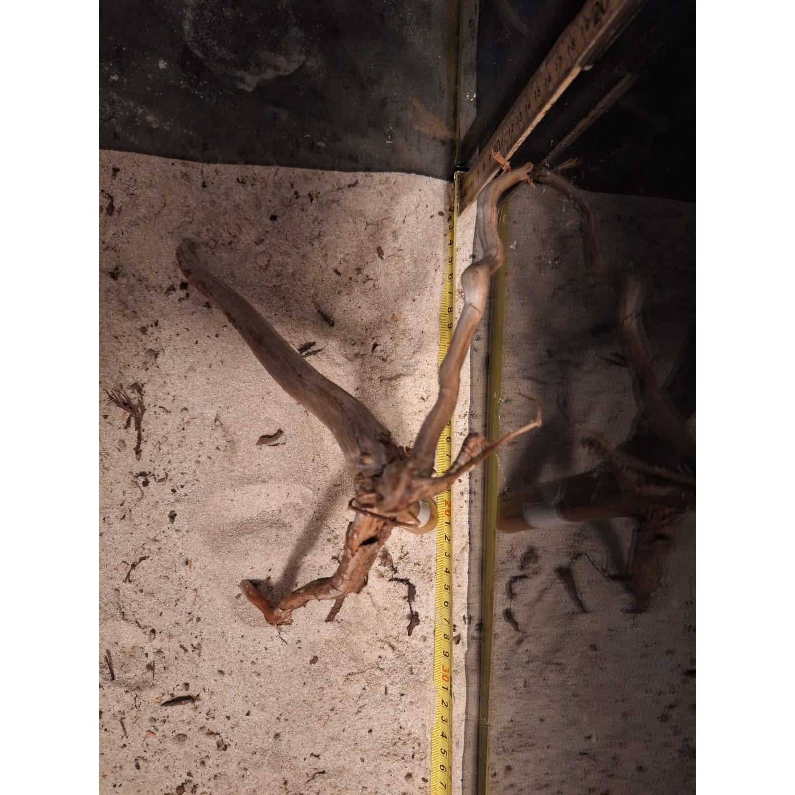 Tuskwood Aquarienwurzel WYSIWYG Echtes Bogwood Einzigartig 23 cm NrT6