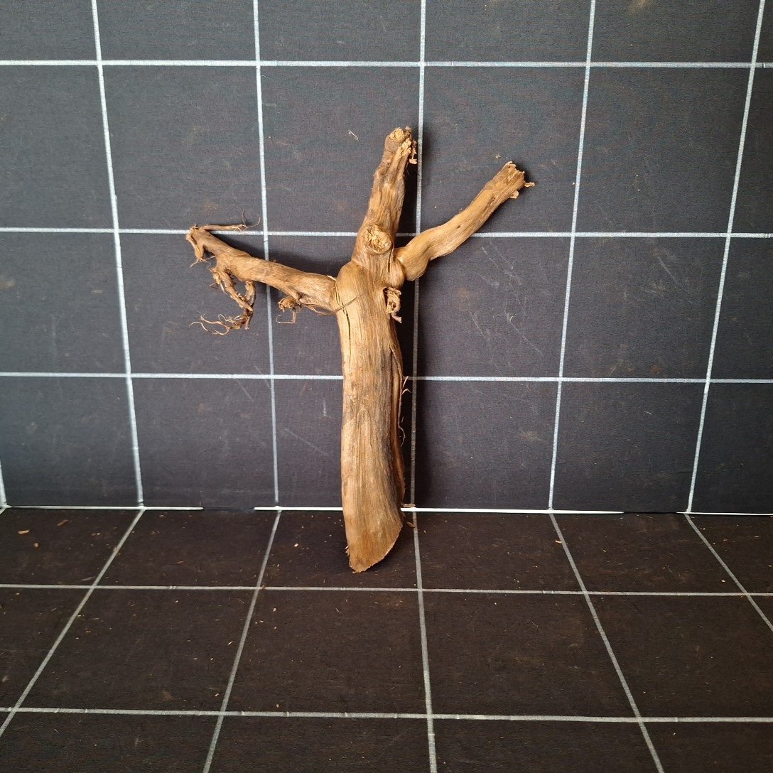 Tuskwood-aquariumwortel van echt bogwood 28 cm P072619 gezien van voren