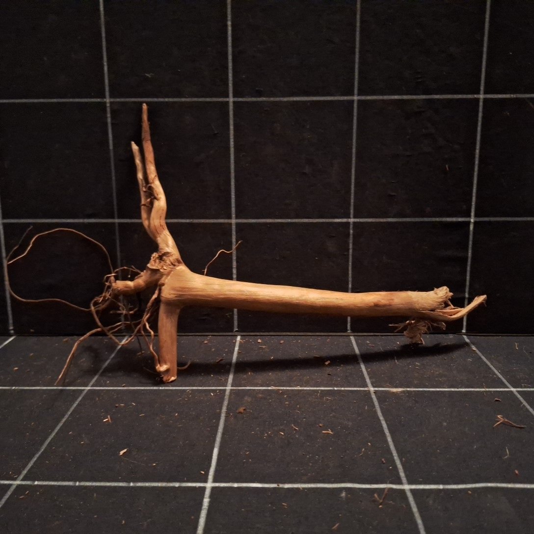Tuskwood Aquarienwurzel WYSIWYG Echtes Moorholz Einzigartig 27 cm P312620