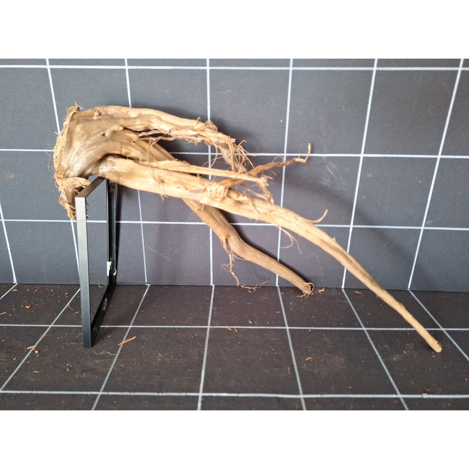 Tuskwood akvarierot i äkta bogwood, 50 cm, P102618