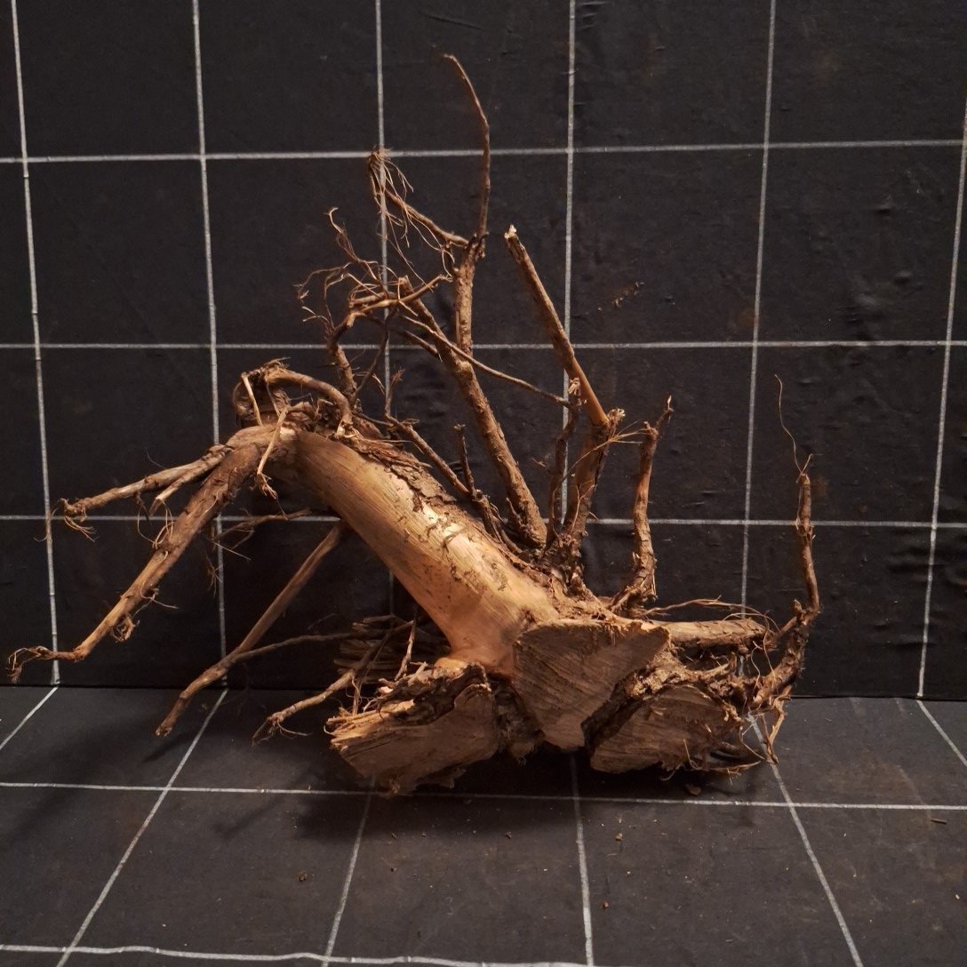 Tuskwood-akvaariojuuri WYSIWYG, aitoa bogwoodia, ainutlaatuinen 31 cm P102622