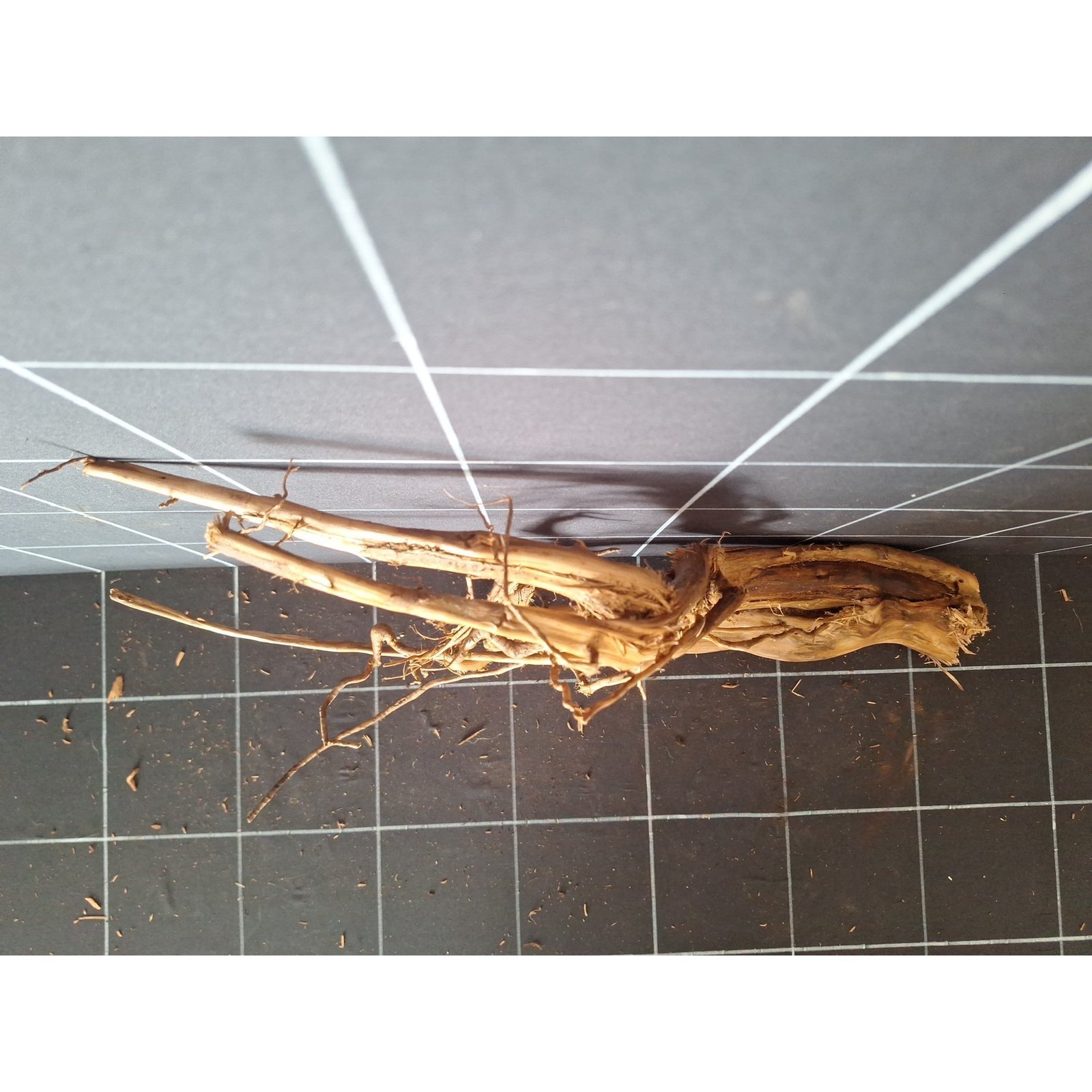 Tuskwood akvarierot i äkta bogwood, 55 cm, P142618
