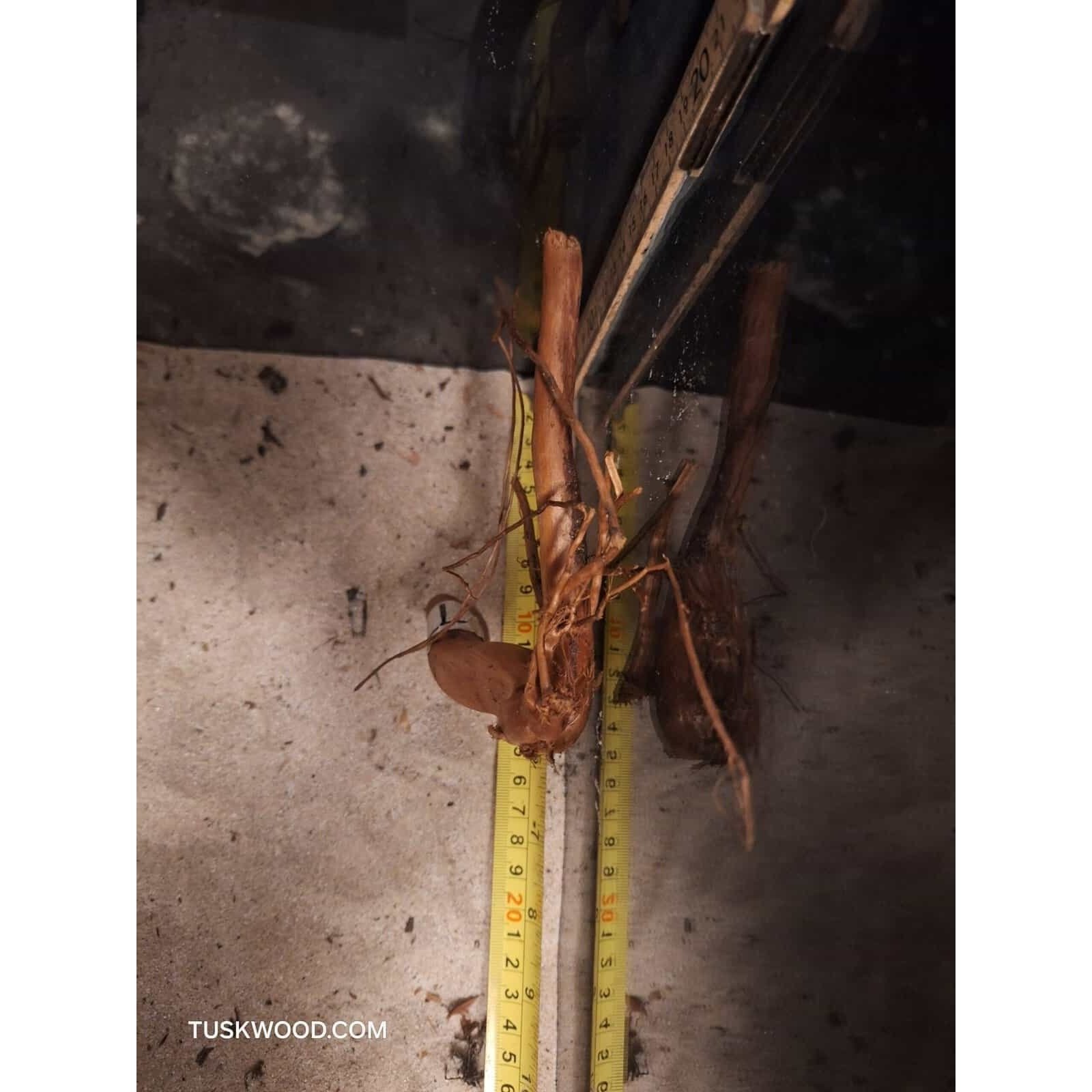 Tuskwood Aquarium Root WYSIWYG Genuine Bogwood Unique 28 cm NrT11