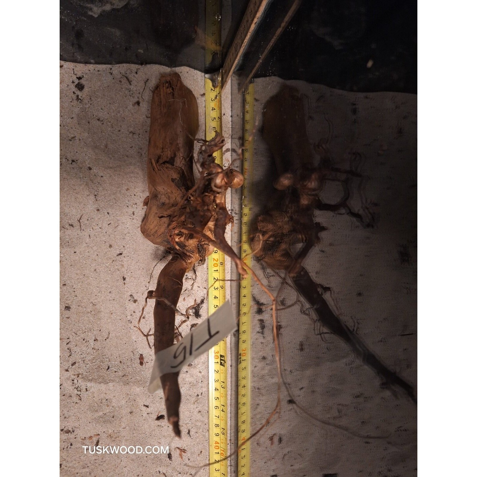Tuskwood Aquariumwortel WYSIWYG Echt bogwood Uniek 36 cm NrT15