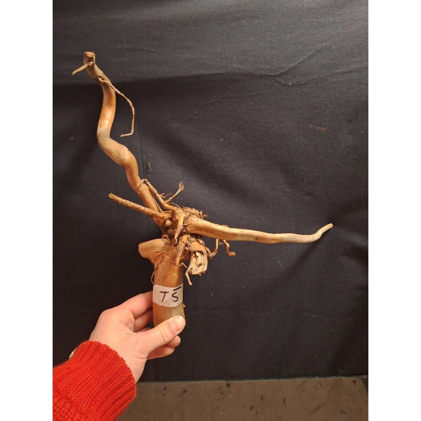 Tuskwood Akvarierot WYSIWYG Äkta Bogwood Unik 28 cm NrT5