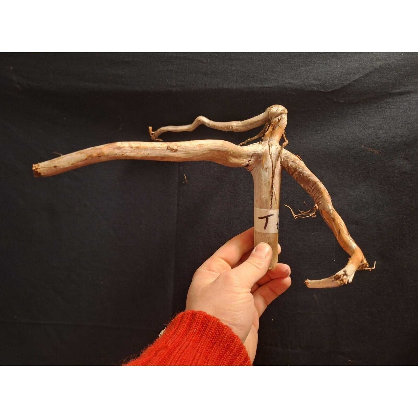 Tuskwood Aquarienwurzel WYSIWYG Echtes Bogwood Einzigartig 23 cm NrT6