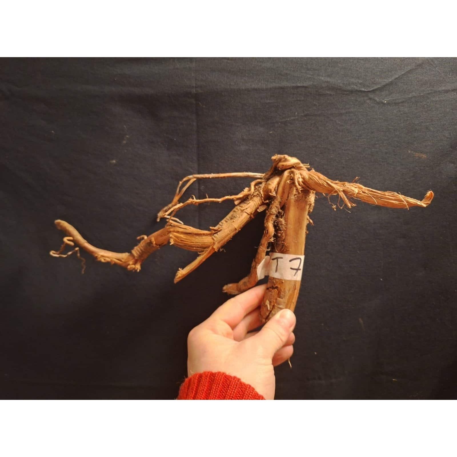 Tuskwood-akvaariojuuri WYSIWYG, aitoa bogwoodia, ainutlaatuinen 35 cm NrT7