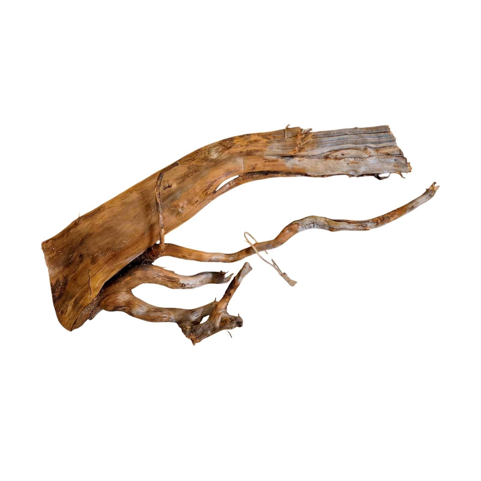 Tuskwood Aquarium-Zierholz WYSIWYG Echtes Bogwood Einzigartig 45 cm Nr. 100C
