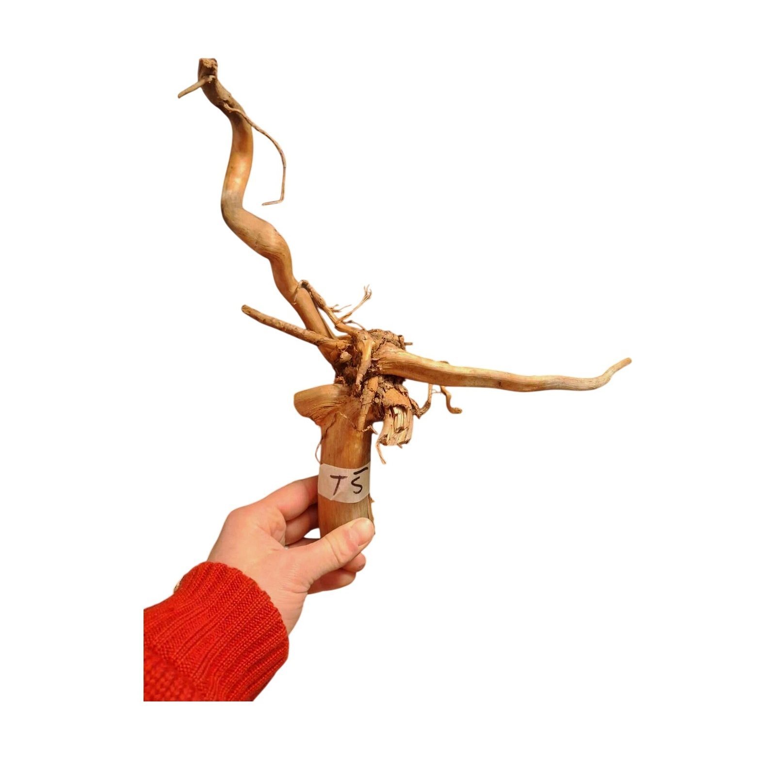 Tuskwood Akvarierot WYSIWYG Äkta Bogwood Unik 28 cm NrT5