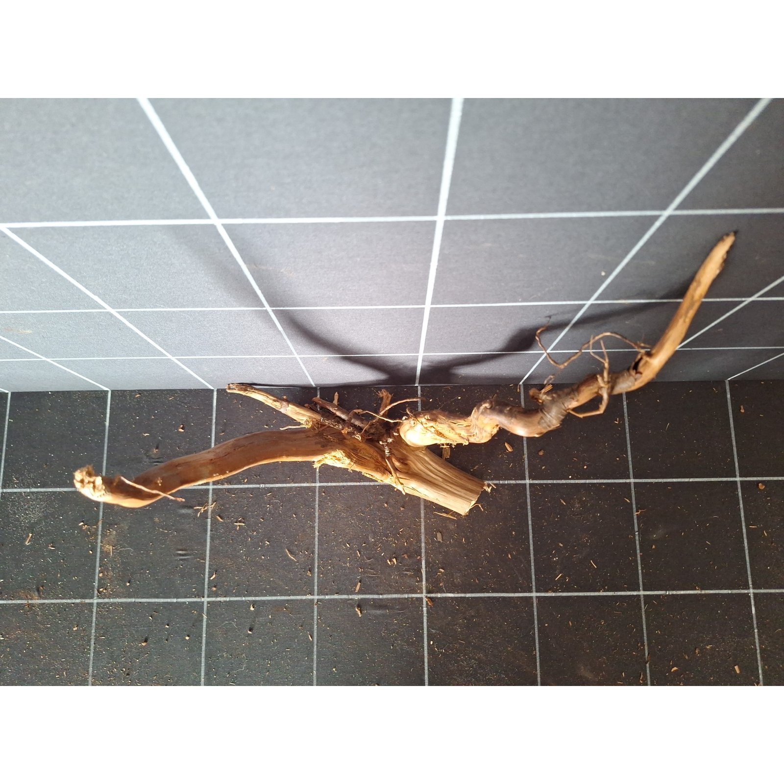 Tuskwood akvarierot i äkta bogwood, 32 cm, P072618