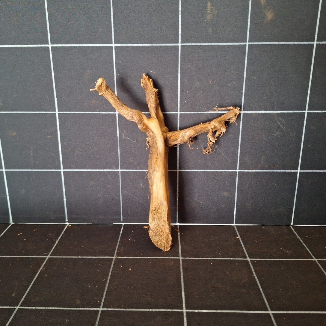 Tuskwood-aquariumwortel van echt bogwood 28 cm P072619 gezien van achteren