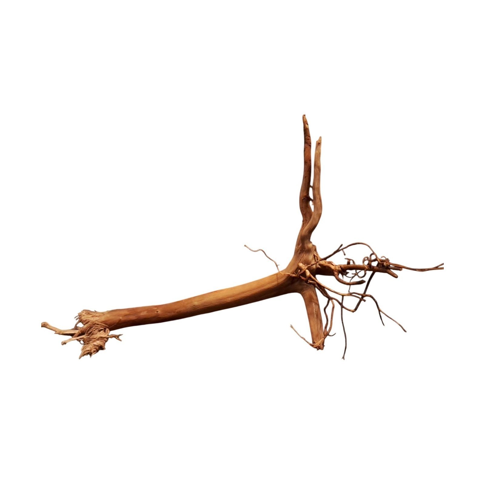 Tuskwood Aquarienwurzel WYSIWYG Echtes Moorholz Einzigartig 27 cm P312620