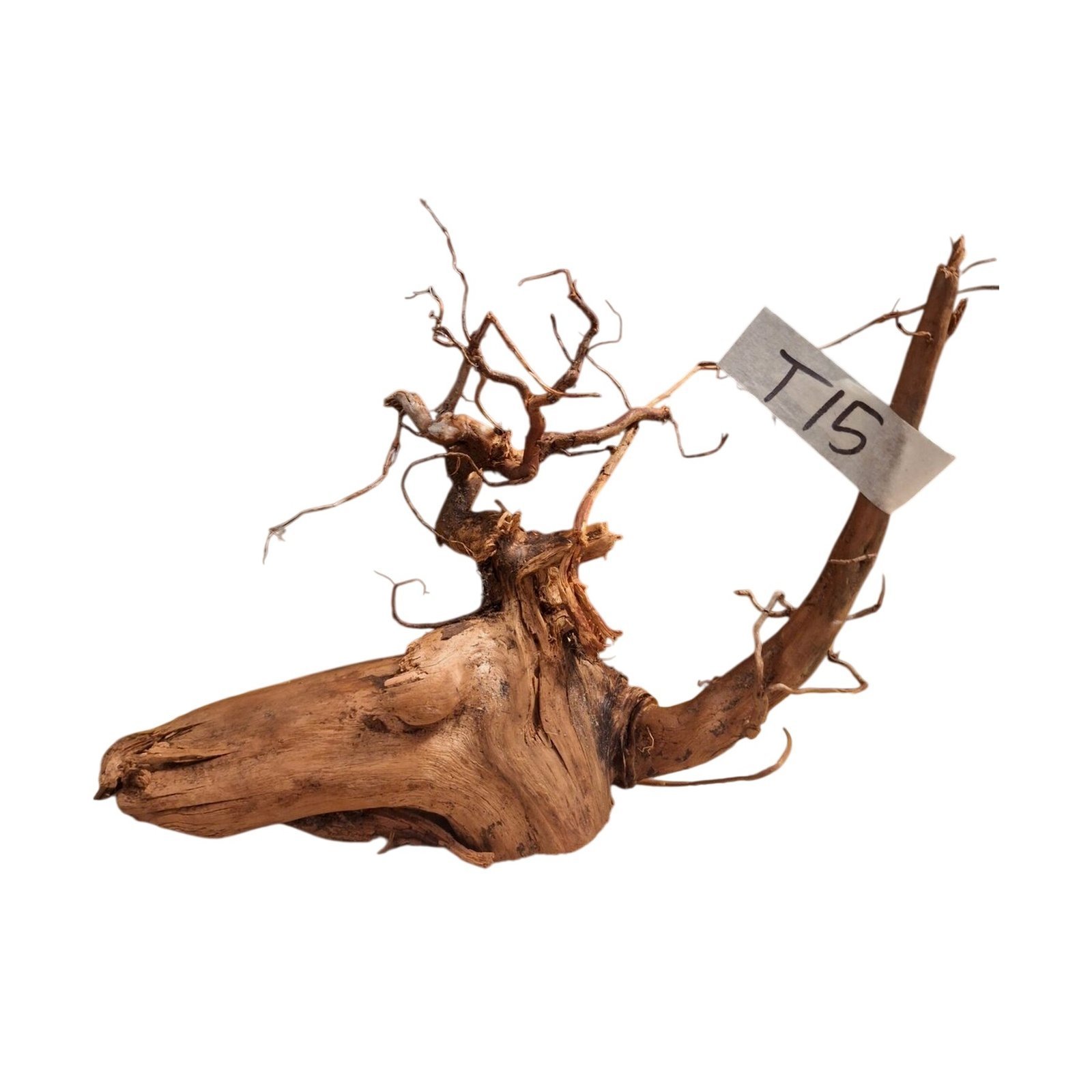 Tuskwood Aquariumwortel WYSIWYG Echt bogwood Uniek 36 cm NrT15