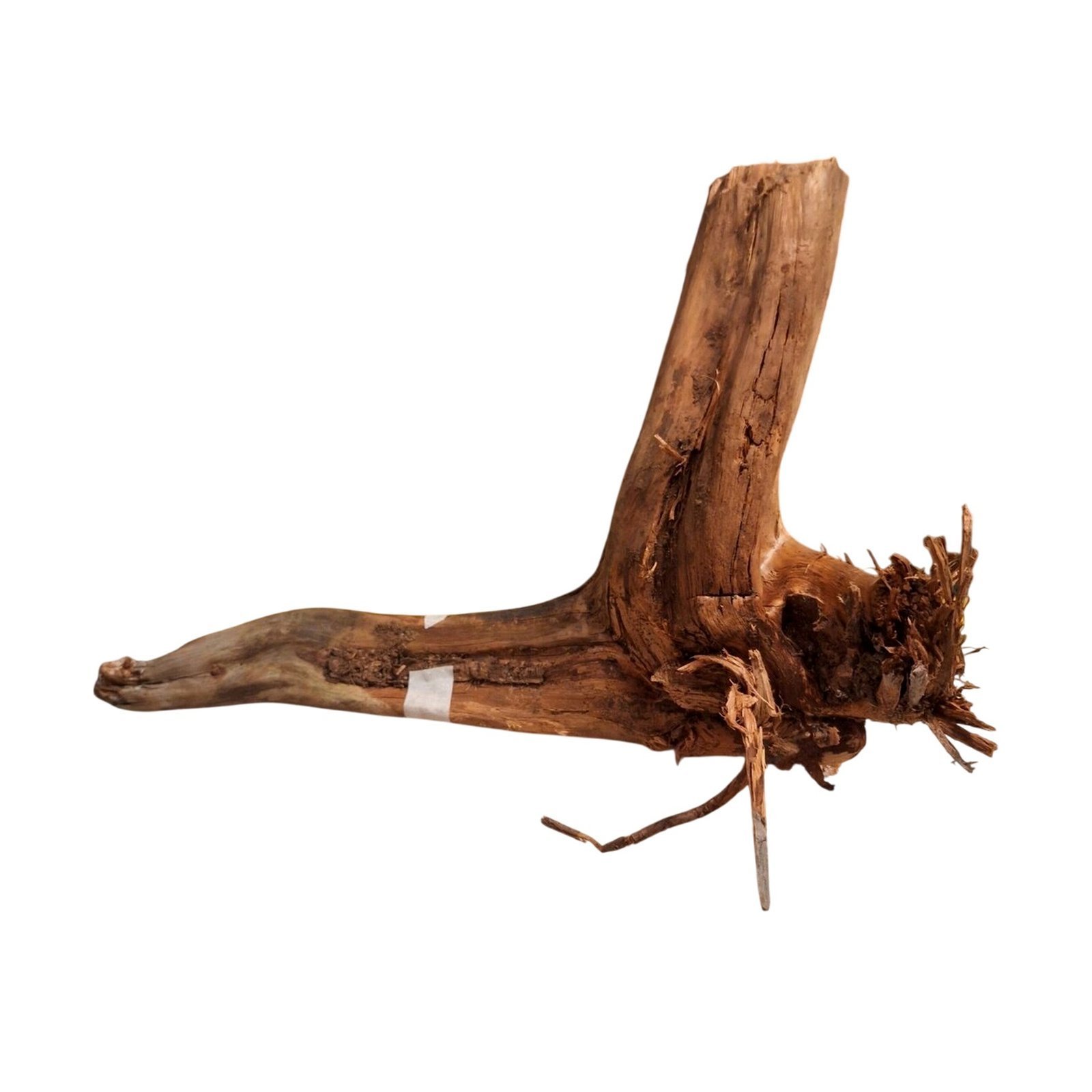 Tuskwood Aquarium-Zierholz WYSIWYG Echtes Bogwood Einzigartig 34 cm NrT30