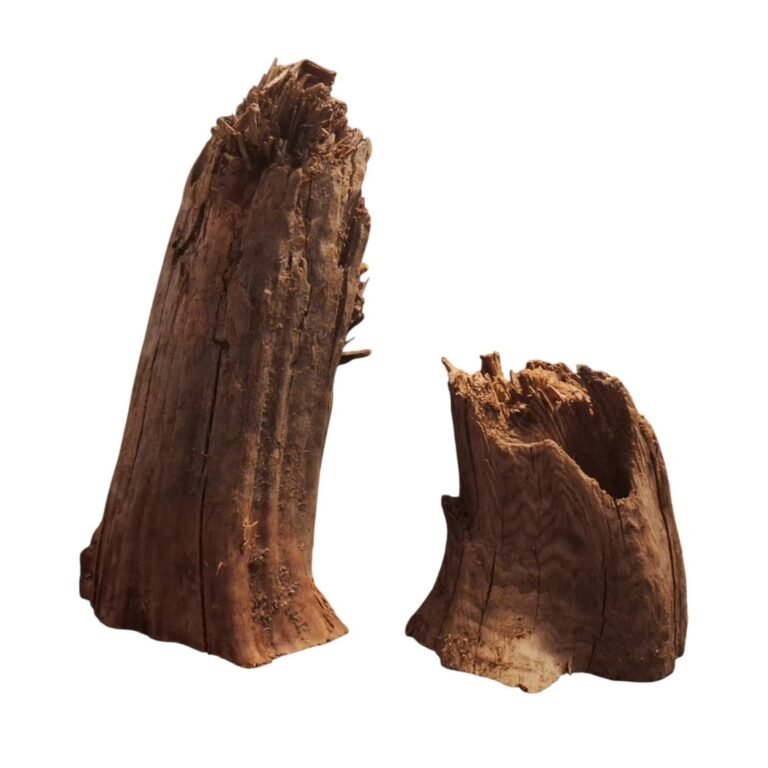 Sold Tuskwood root set S2012623, white-background image, approx. 42 cm