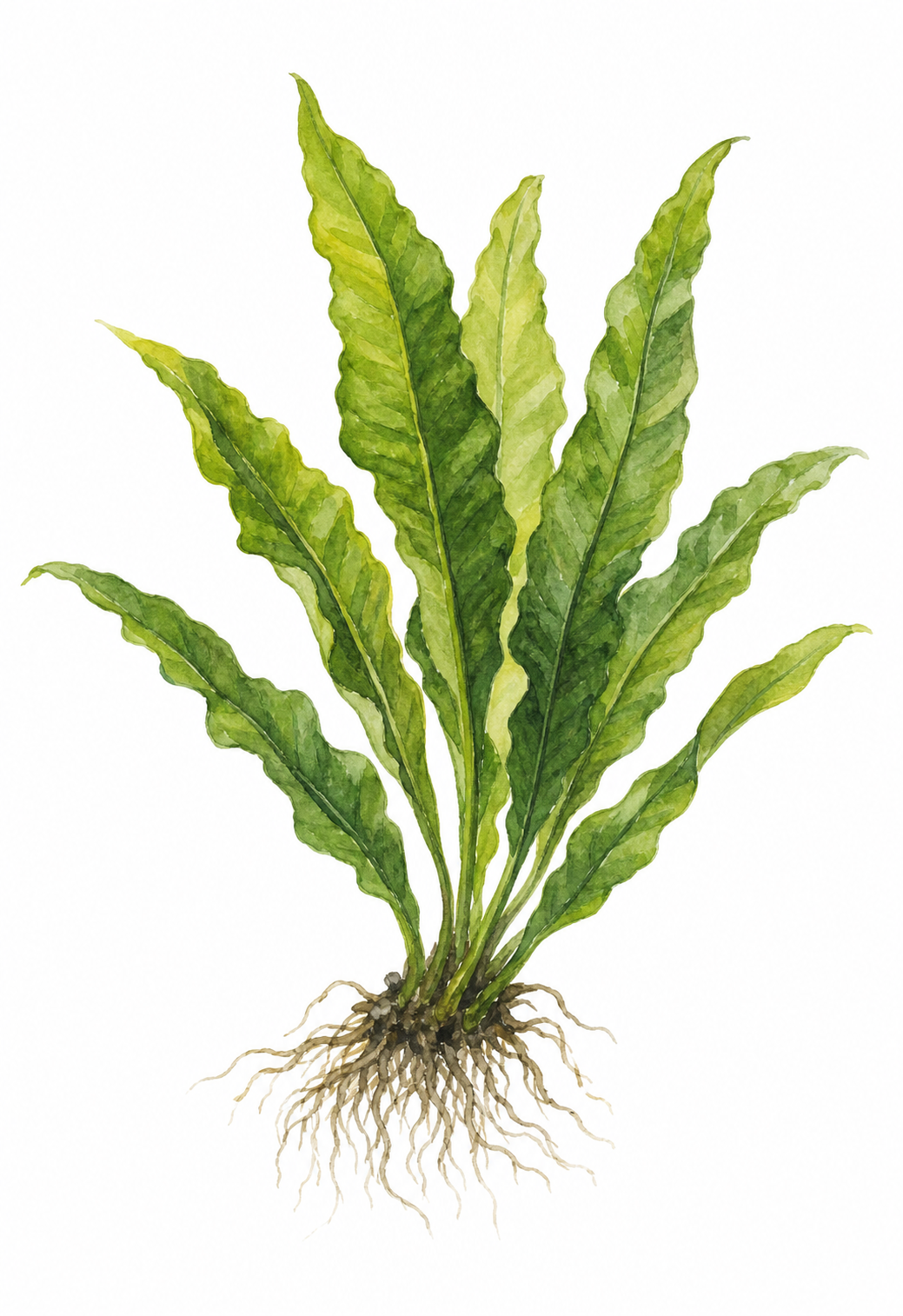 Akvarellillustration av Microsorum pteropus, javaormbunke.