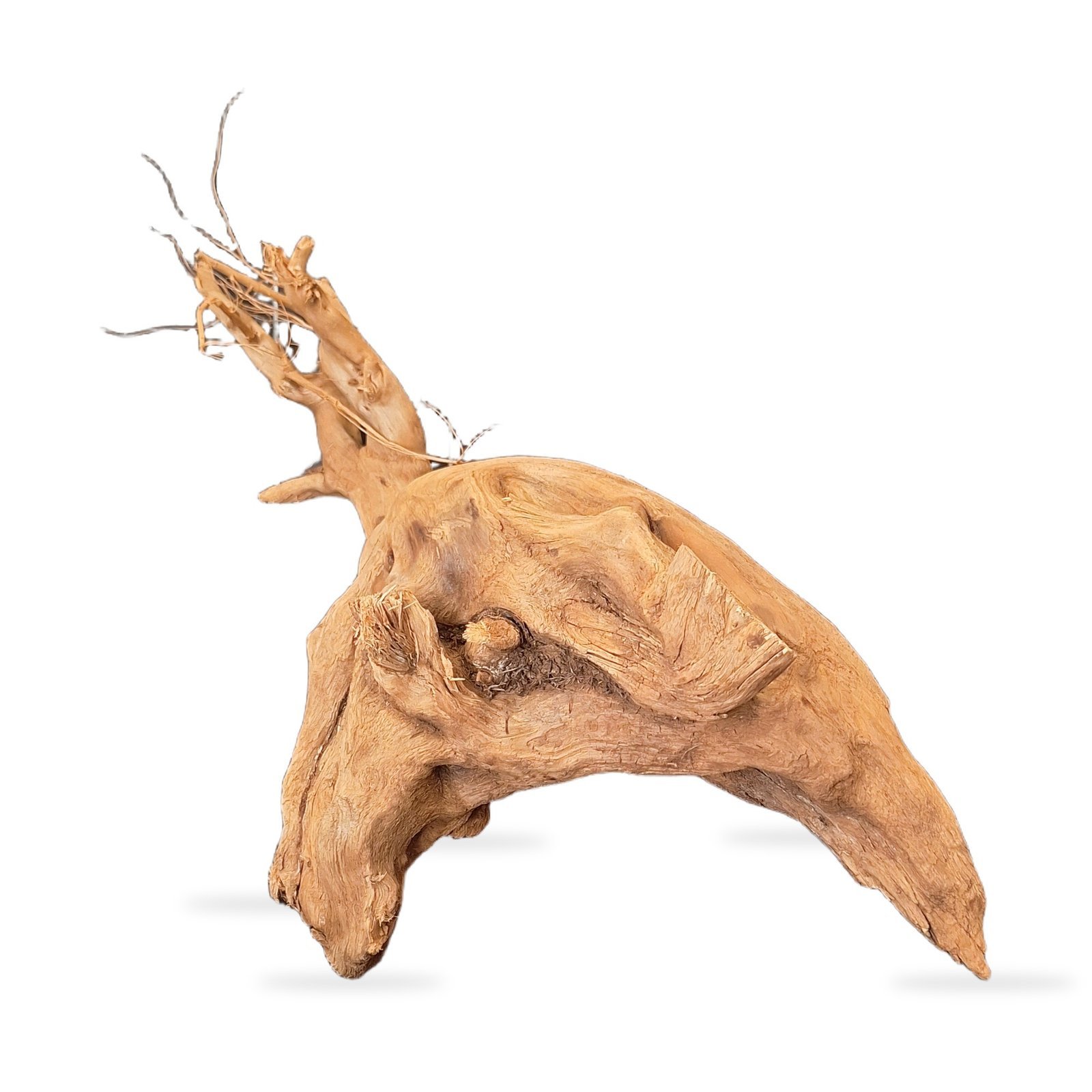 Tuskwood Aquarienwurzel WYSIWYG Echtes Bogwood Einzigartig 39 cm 112638