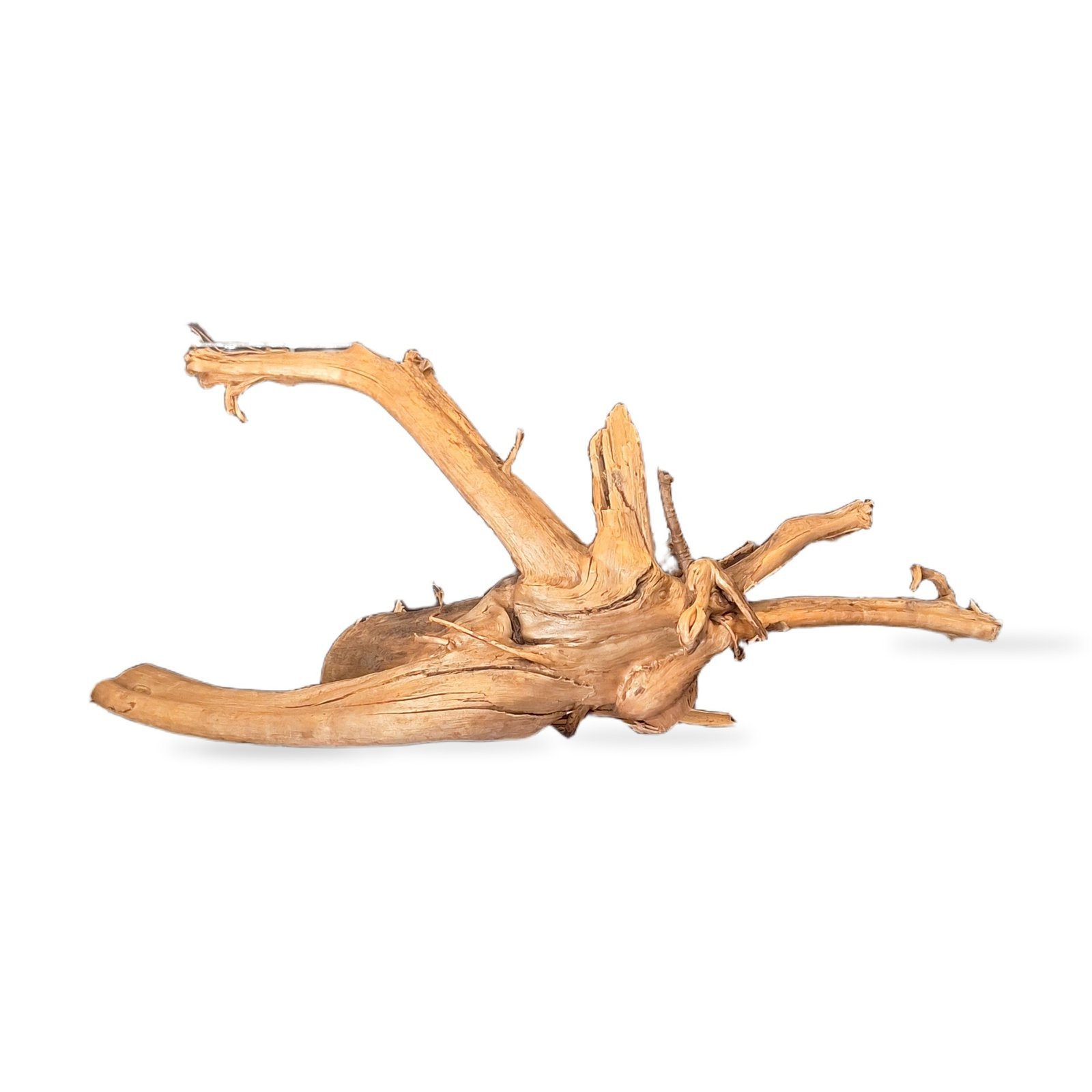 Tuskwood Aquarienwurzel WYSIWYG Echtes Bogwood Einzigartig 40 cm 162638