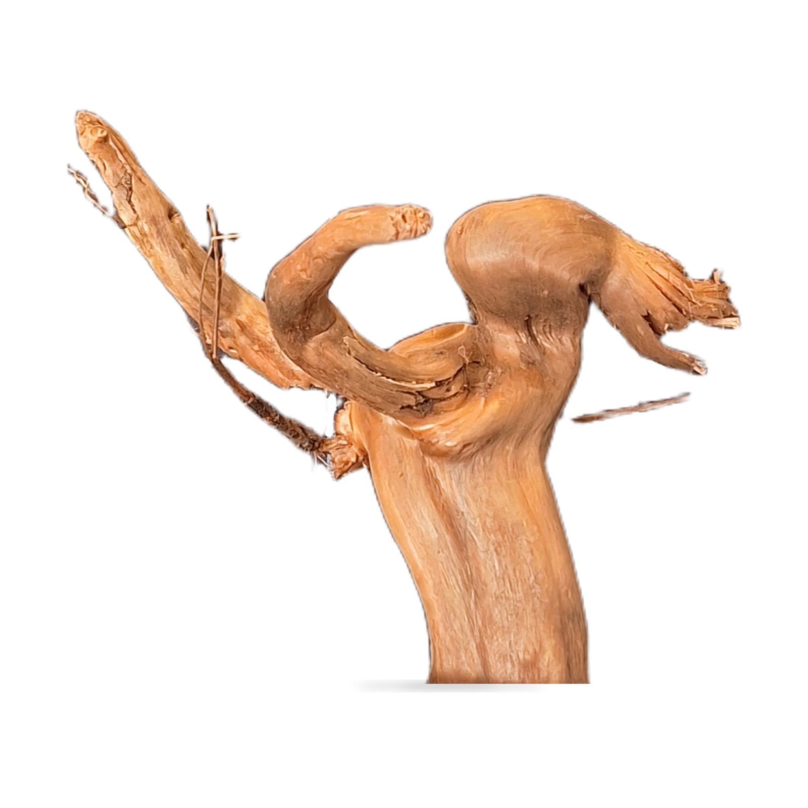 Tuskwood Akvarierot WYSIWYG Äkta Bogwood Unik 19 cm 232638