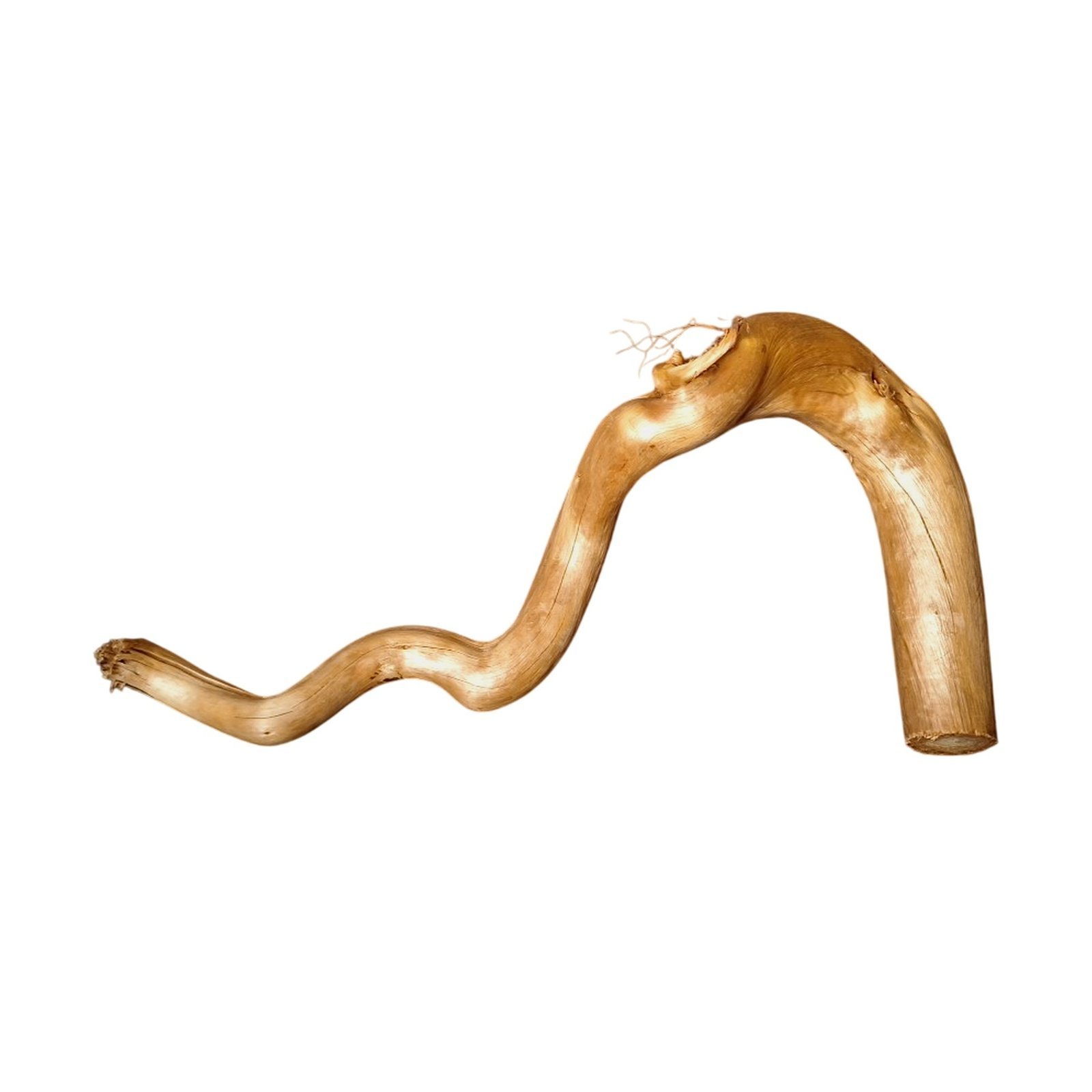 Frilagd Tuskwood akvarierot WYSIWYG äkta bogwood 55 cm P282619 mot vit bakgrund