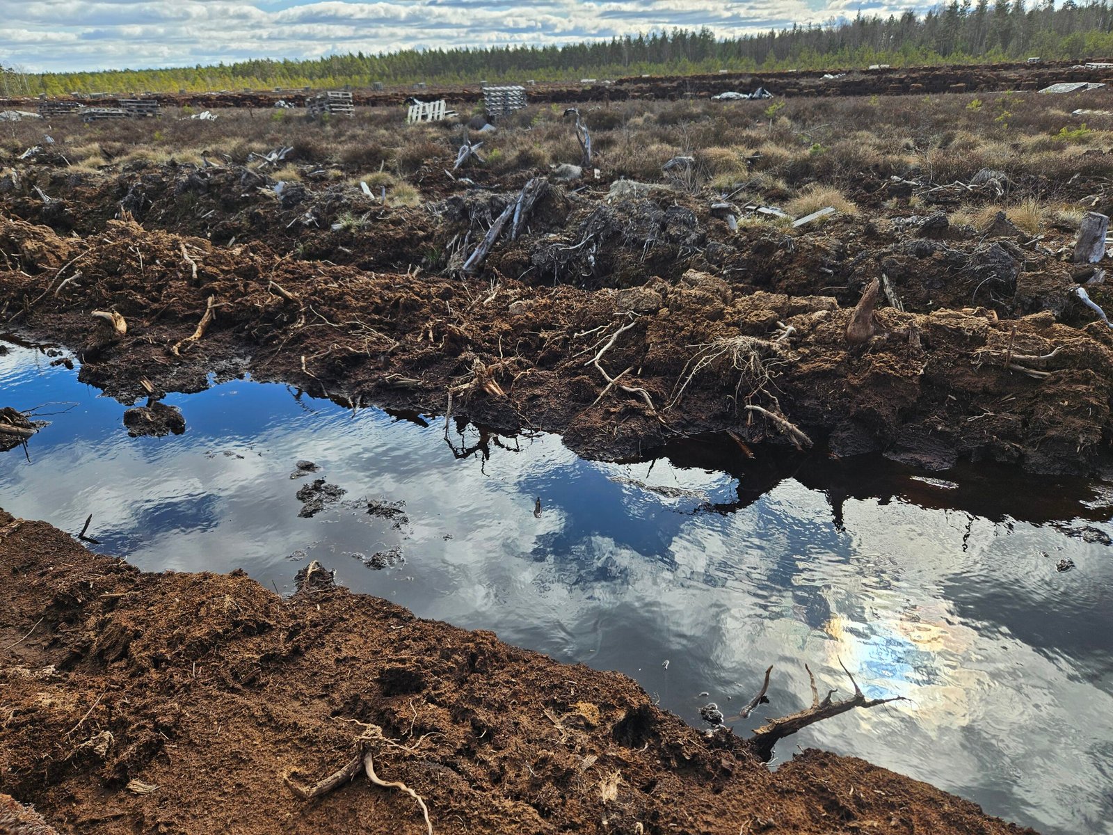 Torv- och mossmiljö där gammalt trä kan bevaras och förändras till äkta bogwood.