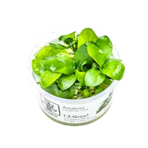 Anubias barteri nana i Tropica 1-2-Grow-kopp