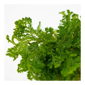 Selaginella uncinata - paludariumväxt, 3-pack från Tropica