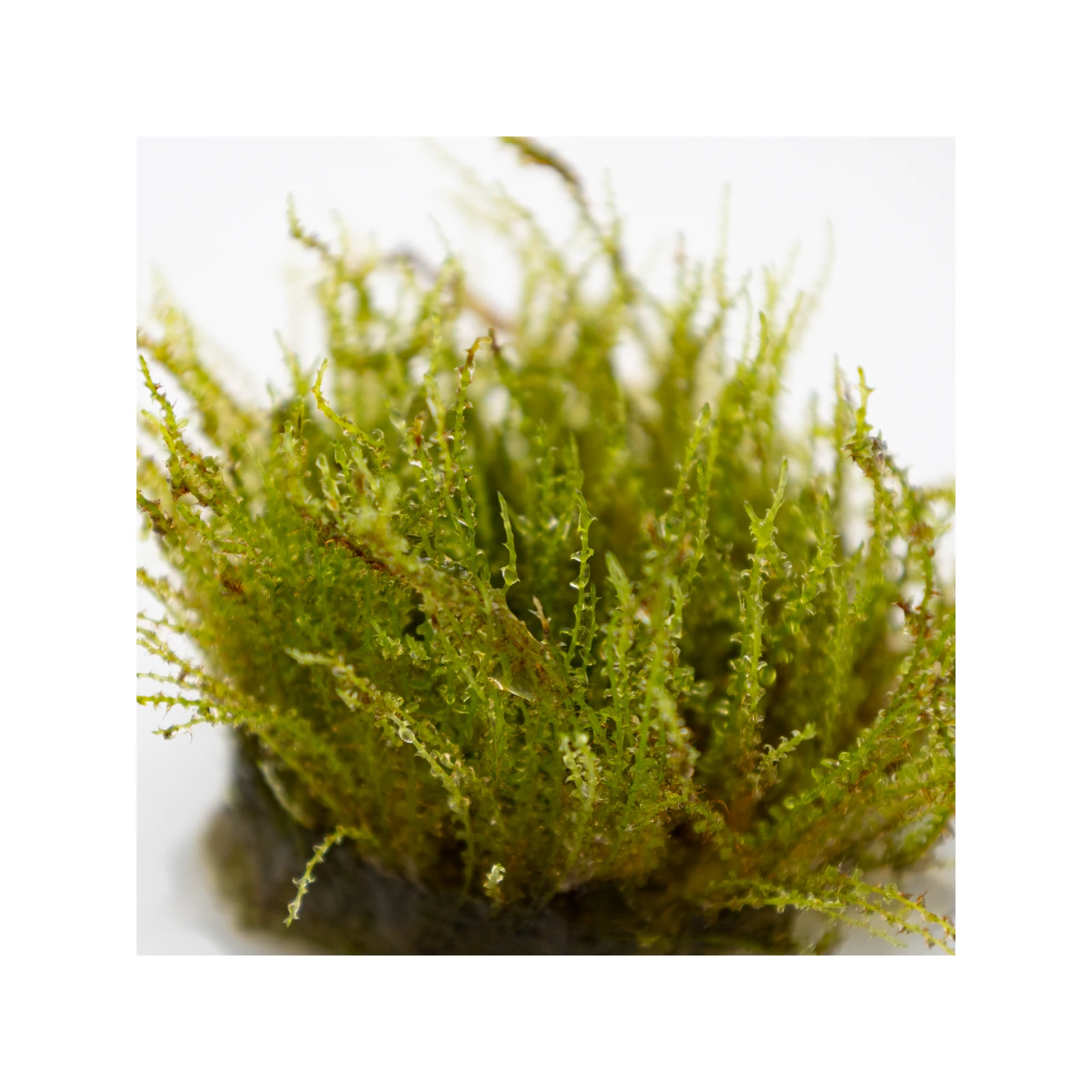 Plagiomnium sp. 'Thyme Moss' - paludariumväxt, 3-pack från Tropica