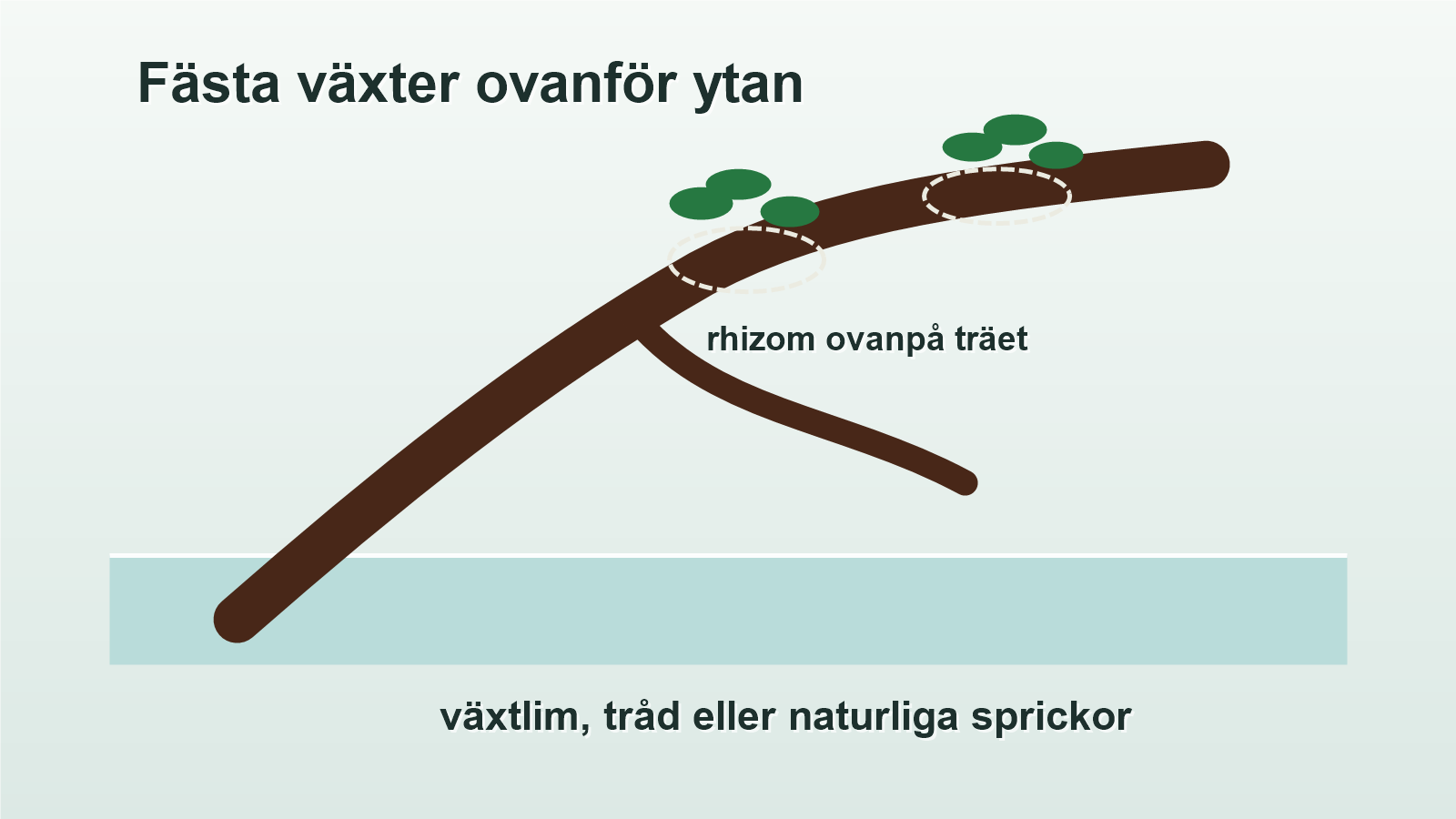 Illustration av växter som fästs på trä ovanför vattenytan med tråd, lim eller naturliga sprickor.