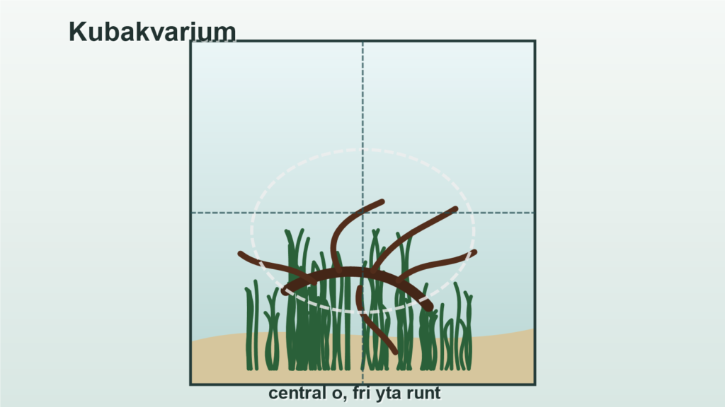 Illustration av en central ö med rot i ett kubakvarium och fri yta runt scapen.