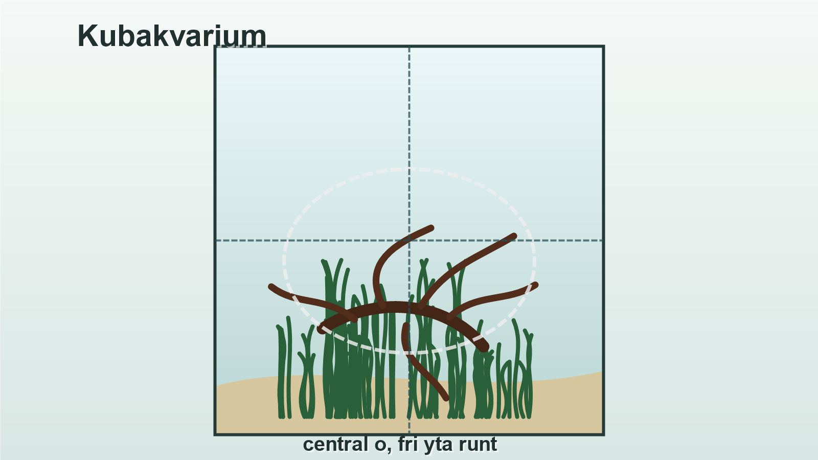 Illustration av en central ö med rot i ett kubakvarium och fri yta runt scapen.