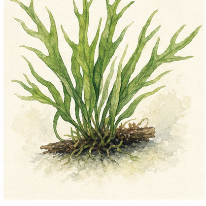 Akvarellillustration av Microsorum pteropus 'Trident' som akvarieväxt.