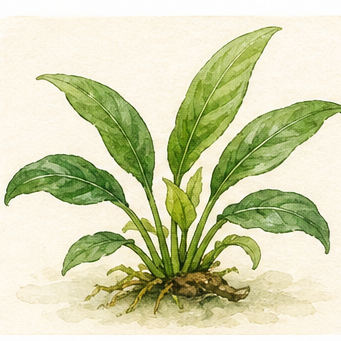 Akvarellillustration av Anubias gracilis som akvarieväxt.