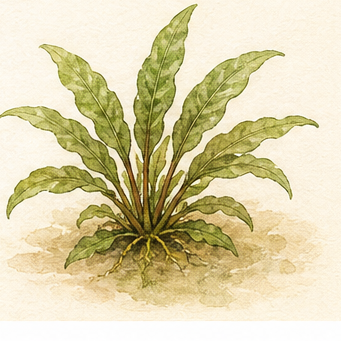 Akvarellillustration av Cryptocoryne x willisii som akvarieväxt.