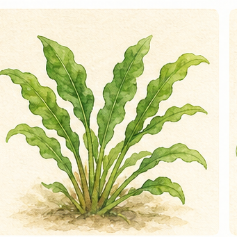 Akvarellillustration av Cryptocoryne wendtii 'Green' som akvarieväxt.