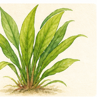 Akvarellillustration av Echinodorus grisebachii 'Bleherae' som akvarieväxt.