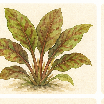 Akvarellillustration av Echinodorus 'Ozelot' som akvarieväxt.