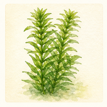 Akvarellillustration av Egeria densa som akvarieväxt.