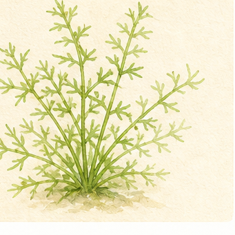 Akvarellillustration av Najas guadalupensis 'Guppy Grass' som akvarieväxt.
