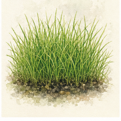 Akvarellillustration av Eleocharis parvula som akvarieväxt.