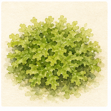 Akvarellillustration av Riccia fluitans som akvarieväxt.