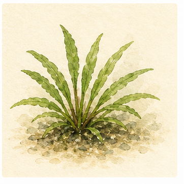 Akvarellillustration av Cryptocoryne parva som akvarieväxt.