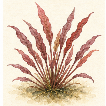 Akvarellillustration av Cryptocoryne spiralis 'Red' som akvarieväxt.