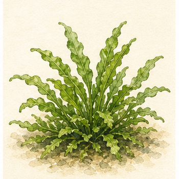 Akvarellillustration av Pogostemon helferi som akvarieväxt.
