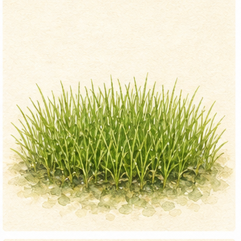 Akvarellillustration av Eleocharis pusilla 'Mini' som akvarieväxt.