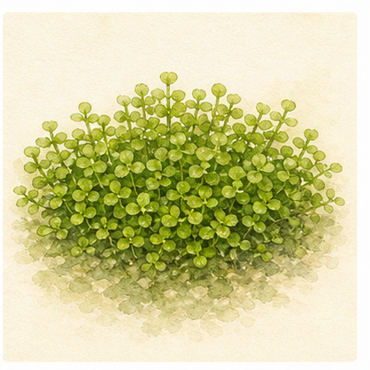 Akvarellillustration av Micranthemum callitrichoides 'Cuba' som akvarieväxt.