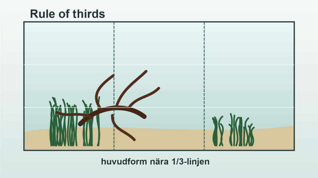 Illustration av tredjedelsregeln i ett rektangulärt akvarium med rot nära en tredjedelslinje.