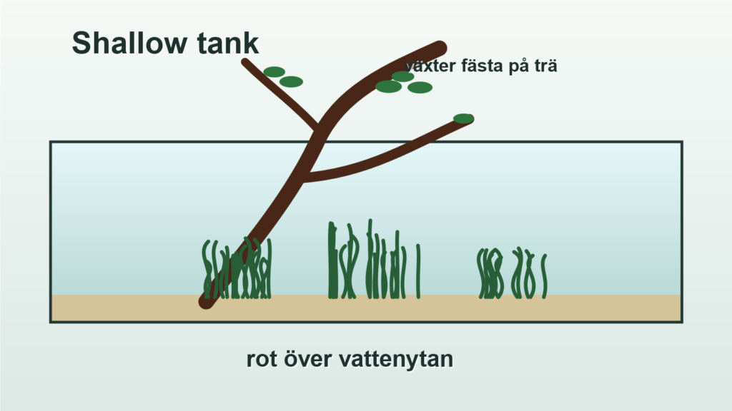 Illustration av shallow tank med en rot som kommer upp över vattenytan.