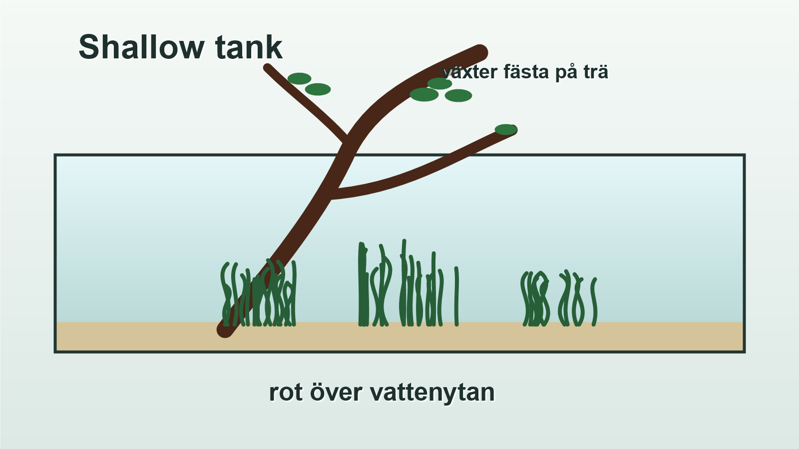 Illustration av shallow tank med en rot som kommer upp över vattenytan.
